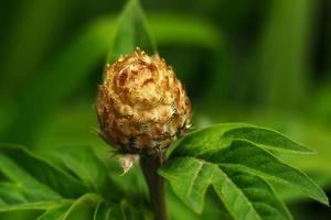 centaurea jace su un verde foto