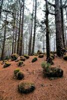 un' foresta con muschioso rocce e alberi foto