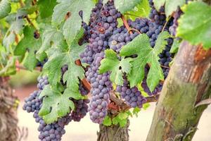 grappoli d'uva quasi maturi, regione delle langhe, italia.