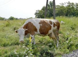 mucca sul prato verde foto