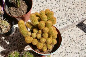 primo piano di un cactus foto