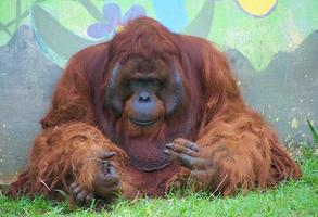 orango seduto e sembra triste in uno zoo foto