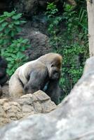 un' gorilla nel il foresta foto