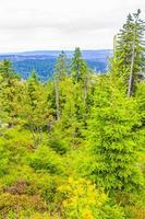 Foresta morti abeti a Brocken picco di montagna Harz Germania foto