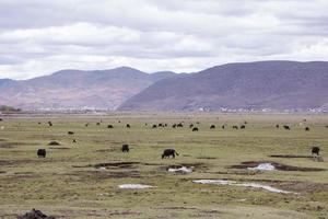 Wild yak mountain tempo nuvoloso, shangri la, provincia dello yunnan, cina foto