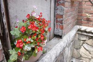 vecchio muro di mattoni di cemento rovinato danneggiato e vaso di fiori rosso naturale foto