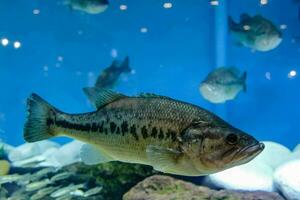 un' grande pesce nuoto nel un acquario foto