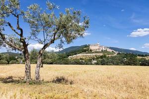 ulivi nel villaggio di assisi nella regione umbria, italia. foto