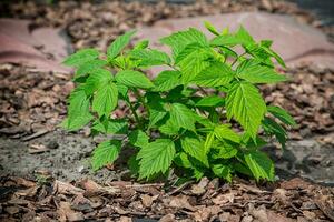 il giovane lamponi germoglio fuori. giovane lampone le foglie nel il giardino foto