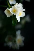 ramo di fioritura fragrante bianca gelsomino fiori foto