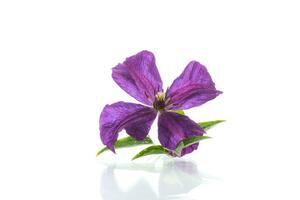 viola bellissimo singolo clematide fiore su un' bianca sfondo. foto