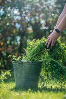 agricoltura, raccolta, giardino. carote siamo lavato nel un' secchio di acqua foto