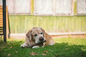 un' labrador su il erba rosicchia su un' bastone. ricreazione, giardino foto