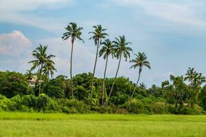 Noce di cocco alberi palme contro il blu cielo di India foto