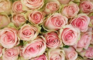 mazzo di colorato Rose come sfondo, avvicinamento. rosa fiori foto