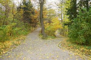 bellissimo natura autunno paesaggio. scenario Visualizza su autunno città parco con d'oro giallo fogliame nel nuvoloso giorno foto