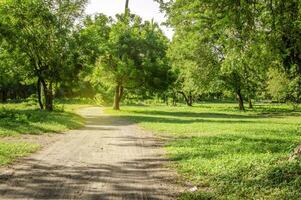 un' sentiero nel un' foresta circondato di alberi, un' bellissimo sentiero circondato di alberi nel un' piccolo foresta, Basso angolo di un' strada foto