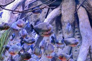 un' gruppo di pesce nuoto nel un acquario foto