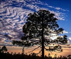 tramonto dietro a il albero foto