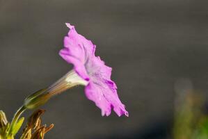 avvicinamento di un' viola fiore foto