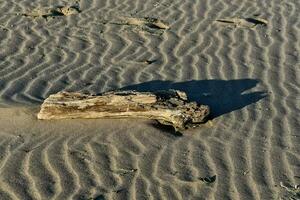 un' log su il spiaggia nel il sabbia foto