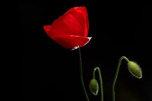 rosso papavero fiore su nero sfondo foto