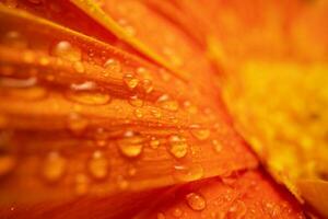 arancia colore margherita gerbera fiore vicino su foto