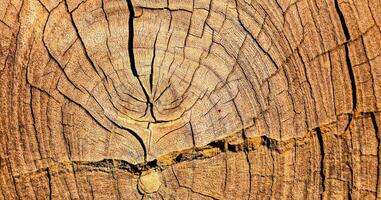 un tronco d'albero foto