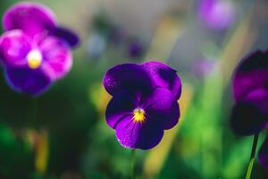 bellissimo luminosa viola viola del pensiero fiore foto