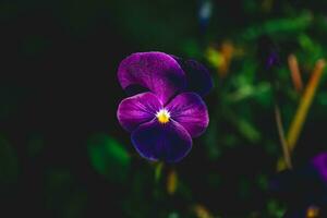 bellissimo luminosa viola viola del pensiero fiore foto