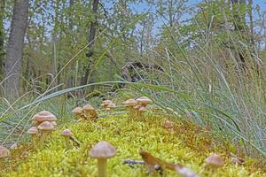 immagine di un' gruppo di funghi su un' albero tronco nel autunno foto