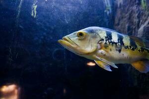 selettivo messa a fuoco di africano polmone nuoto nel il oceano. grande per educare bambini di marino animali. foto