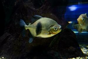 selettivo messa a fuoco di pomfret nuoto nel un' in profondità acquario. foto