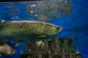 selettivo messa a fuoco di arowana pesce nuoto nel un' in profondità acquario. grande per educare bambini di marino animali. foto