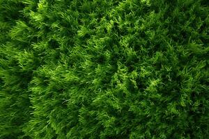 verde erba struttura sfondo. verde foglia sfondo. verde le foglie sfondo, direttamente sopra tiro di fresco verde erba o prato, ai generato foto