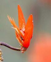 bellissimo fioritura fiore foto