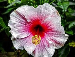 bellissimo fioritura fiore foto