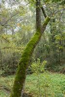 albero tronco con muschio su suo nord viso foto