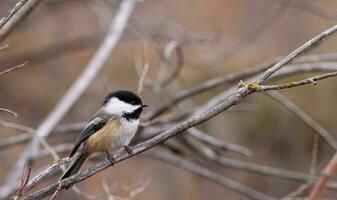 chickadee seduta su un' ramo foto