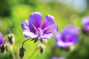 geranio wilfordii fiore. ai generato foto