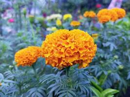 giallo e arancia calendula fiore foto