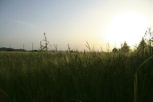 tramonto con alto erba nel silhouette. alto qualità foto
