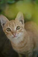 poco rosso gattino con giallo occhi guardare a il telecamera nel il giardino foto
