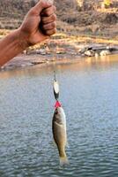 un' persona Tenere un' pesce su un' pesca adescare foto