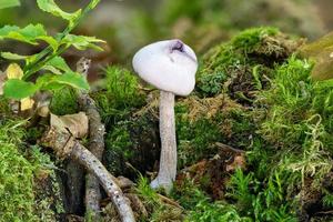 primo piano di un singolo fungo viola brillante tra piante verdi