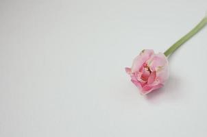 primo piano del singolo tulipano rosa su sfondo bianco, copyspace foto