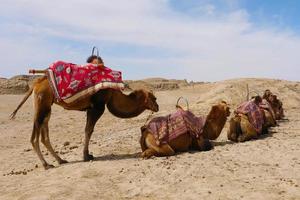 dachaidan wusute water yadan parco geologico e cammello qinghai cina foto