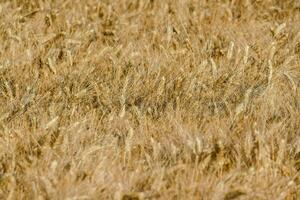 un' campo di d'oro Grano foto