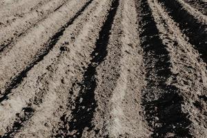 file di solco in campo biologico preparato per piantare patate a mano. foto