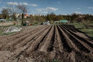 file di solco in campo biologico preparato per piantare patate manualmente foto